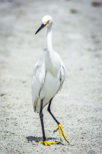 egret, bird Wallpaper 640x960