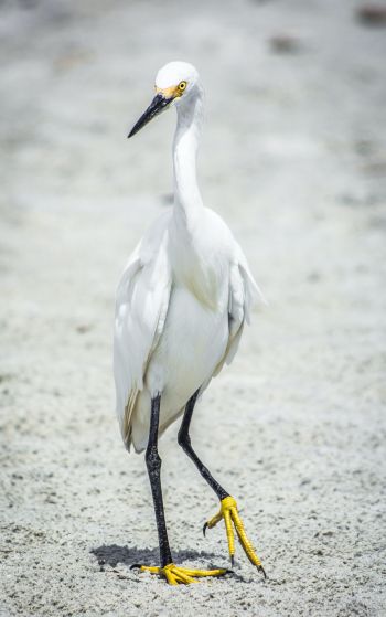 egret, bird Wallpaper 1752x2800