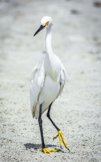 egret, bird Wallpaper 1600x2560