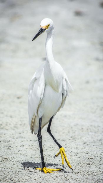 egret, bird Wallpaper 640x1136