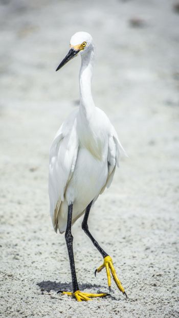 egret, bird Wallpaper 750x1334