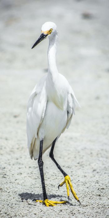 egret, bird Wallpaper 720x1440