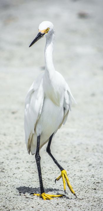 egret, bird Wallpaper 1080x2220
