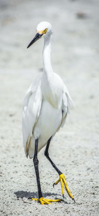 egret, bird Wallpaper 1242x2688