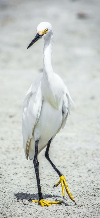 egret, bird Wallpaper 1080x2340