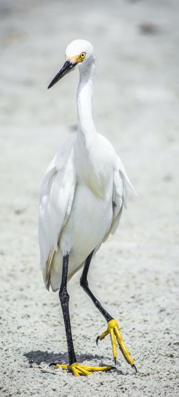 egret, bird Wallpaper 1080x2400