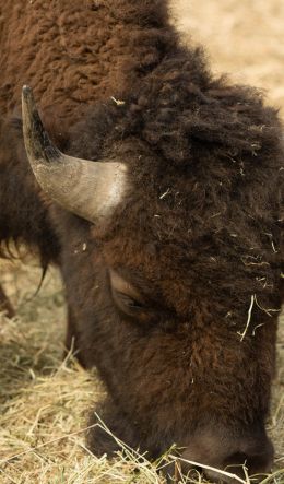 buffalo, bison Wallpaper 600x1024