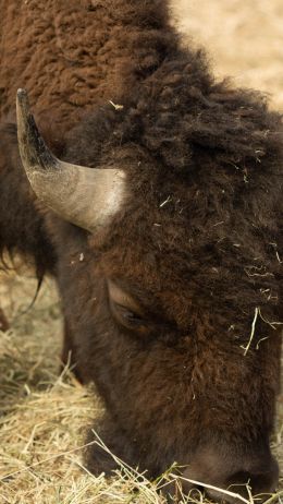 buffalo, bison Wallpaper 1440x2560