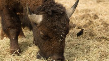 buffalo, bison Wallpaper 3840x2160