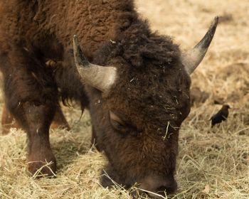 buffalo, bison Wallpaper 1280x1024