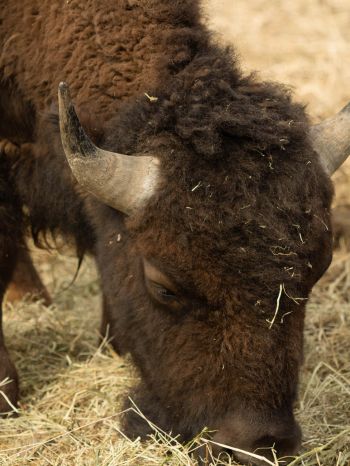buffalo, bison Wallpaper 1536x2048