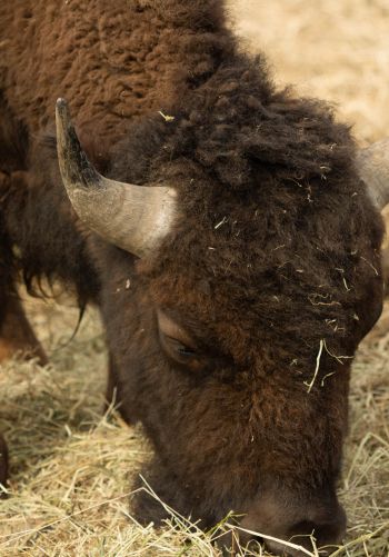 buffalo, bison Wallpaper 1668x2388