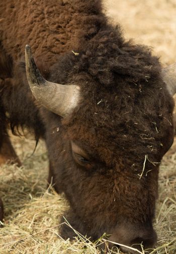 buffalo, bison Wallpaper 1640x2360