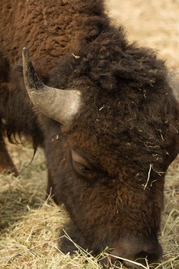 buffalo, bison Wallpaper 640x960