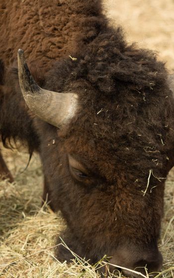 buffalo, bison Wallpaper 1752x2800