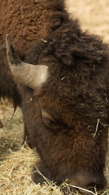buffalo, bison Wallpaper 640x1136