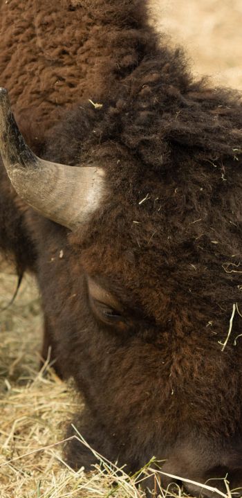 buffalo, bison Wallpaper 1080x2220