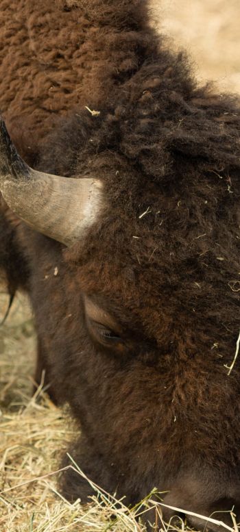 buffalo, bison Wallpaper 1080x2400