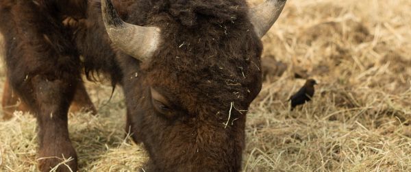 buffalo, bison Wallpaper 3440x1440