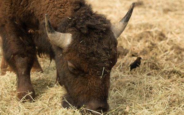 buffalo, bison Wallpaper 2560x1600