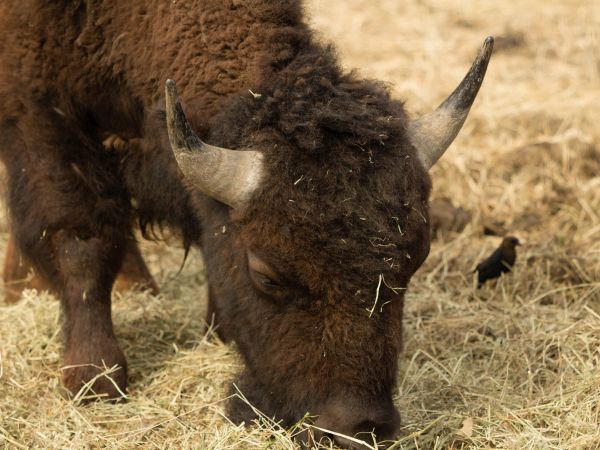 buffalo, bison Wallpaper 1024x768