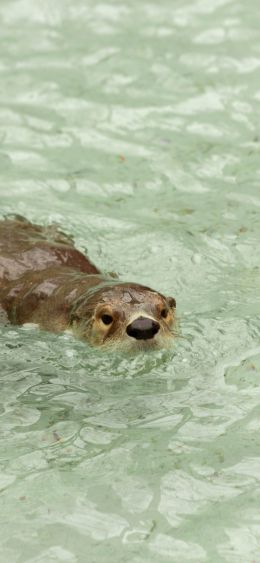 beaver, waterfowl Wallpaper 1080x2340