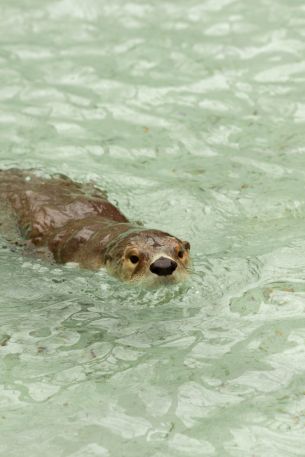 beaver, waterfowl Wallpaper 640x960