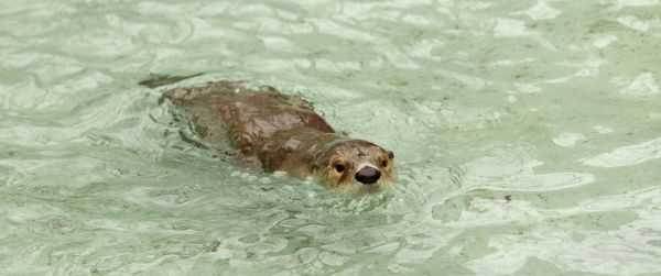 beaver, waterfowl Wallpaper 3440x1440