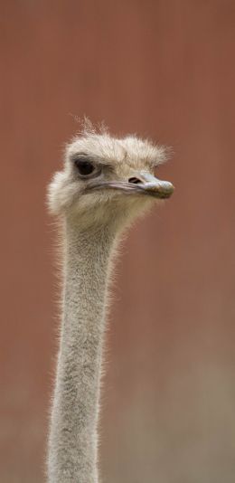 ostrich, wild animal Wallpaper 1080x2220