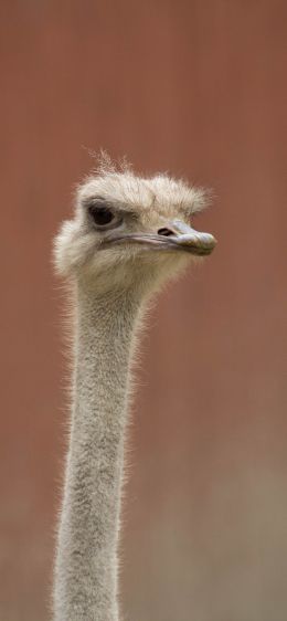 ostrich, wild animal Wallpaper 828x1792