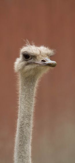 ostrich, wild animal Wallpaper 1080x2340
