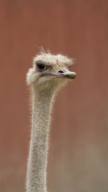 ostrich, wild animal Wallpaper 640x1136