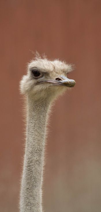 ostrich, wild animal Wallpaper 1080x2280