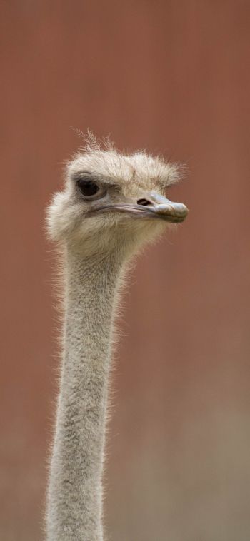 ostrich, wild animal Wallpaper 1080x2340