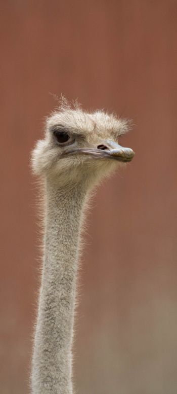 ostrich, wild animal Wallpaper 1080x2400