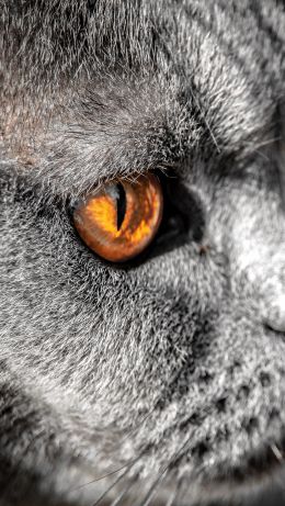 cat, yellow eyes Wallpaper 640x1136