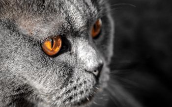 cat, yellow eyes Wallpaper 2560x1600