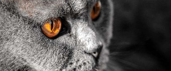 cat, yellow eyes Wallpaper 3440x1440