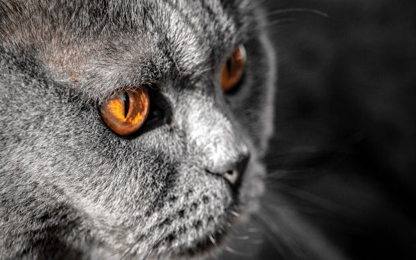 cat, yellow eyes Wallpaper 1920x1200