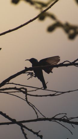 bird, tree branches Wallpaper 640x1136