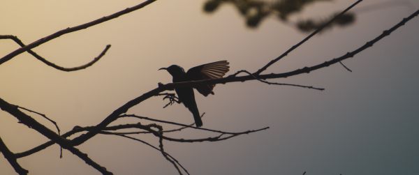 bird, tree branches Wallpaper 3440x1440