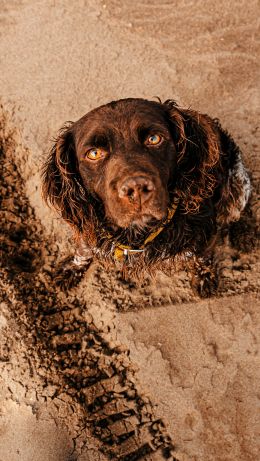 dog, devoted eyes Wallpaper 640x1136