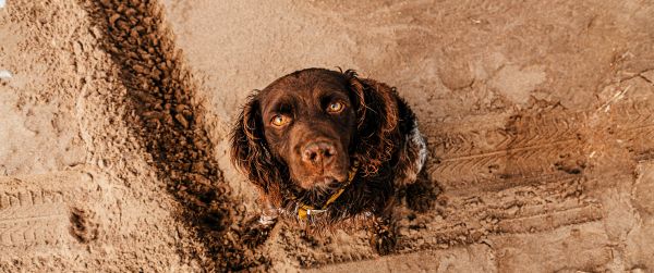 dog, devoted eyes Wallpaper 3440x1440