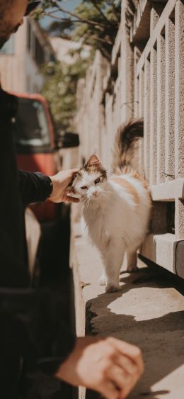 France, street cat Wallpaper 1080x2340