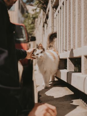 France, street cat Wallpaper 2048x2732