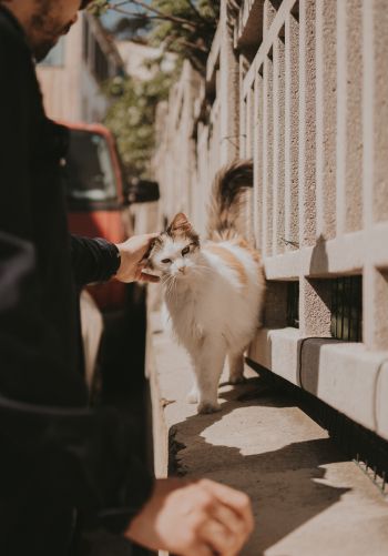 France, street cat Wallpaper 1668x2388
