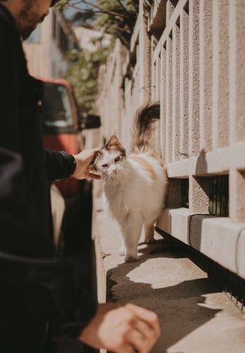 France, street cat Wallpaper 1640x2360