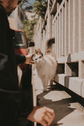 France, street cat Wallpaper 640x960
