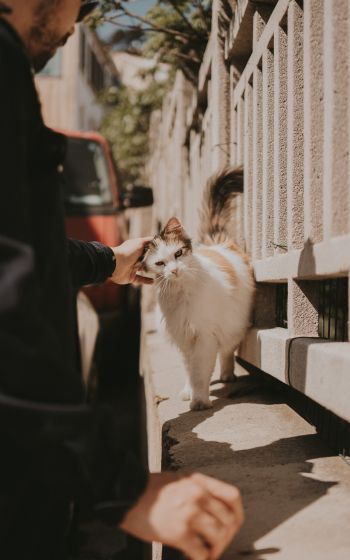 France, street cat Wallpaper 800x1280