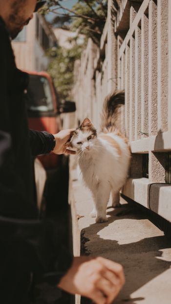 France, street cat Wallpaper 640x1136